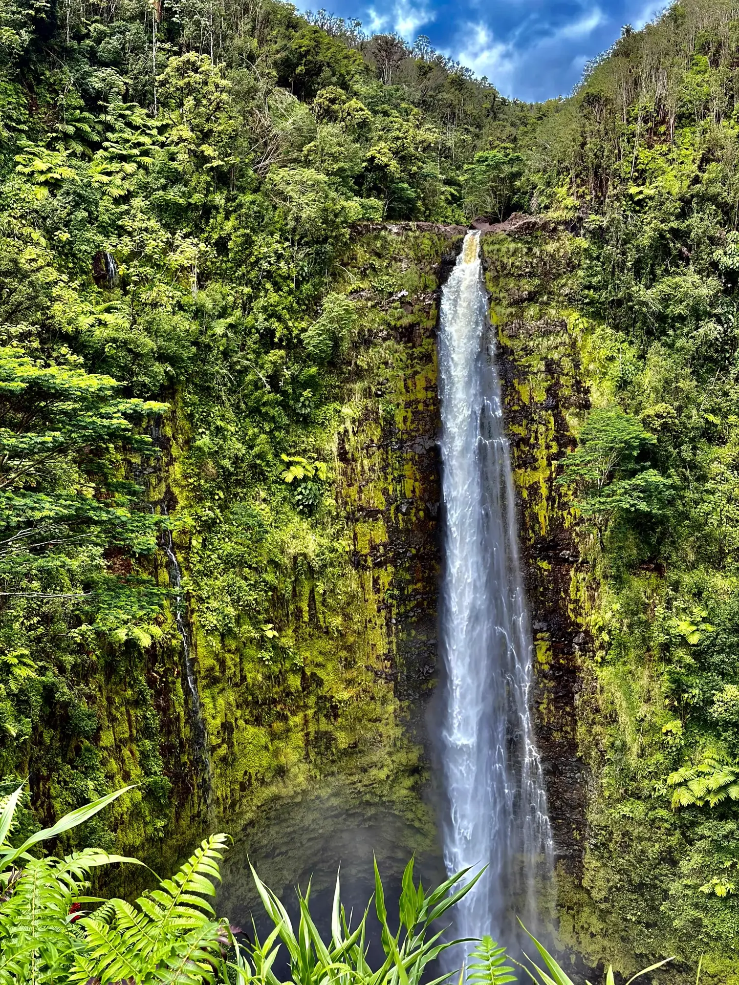 ʻAkaka Falls cascading through lush rainforest