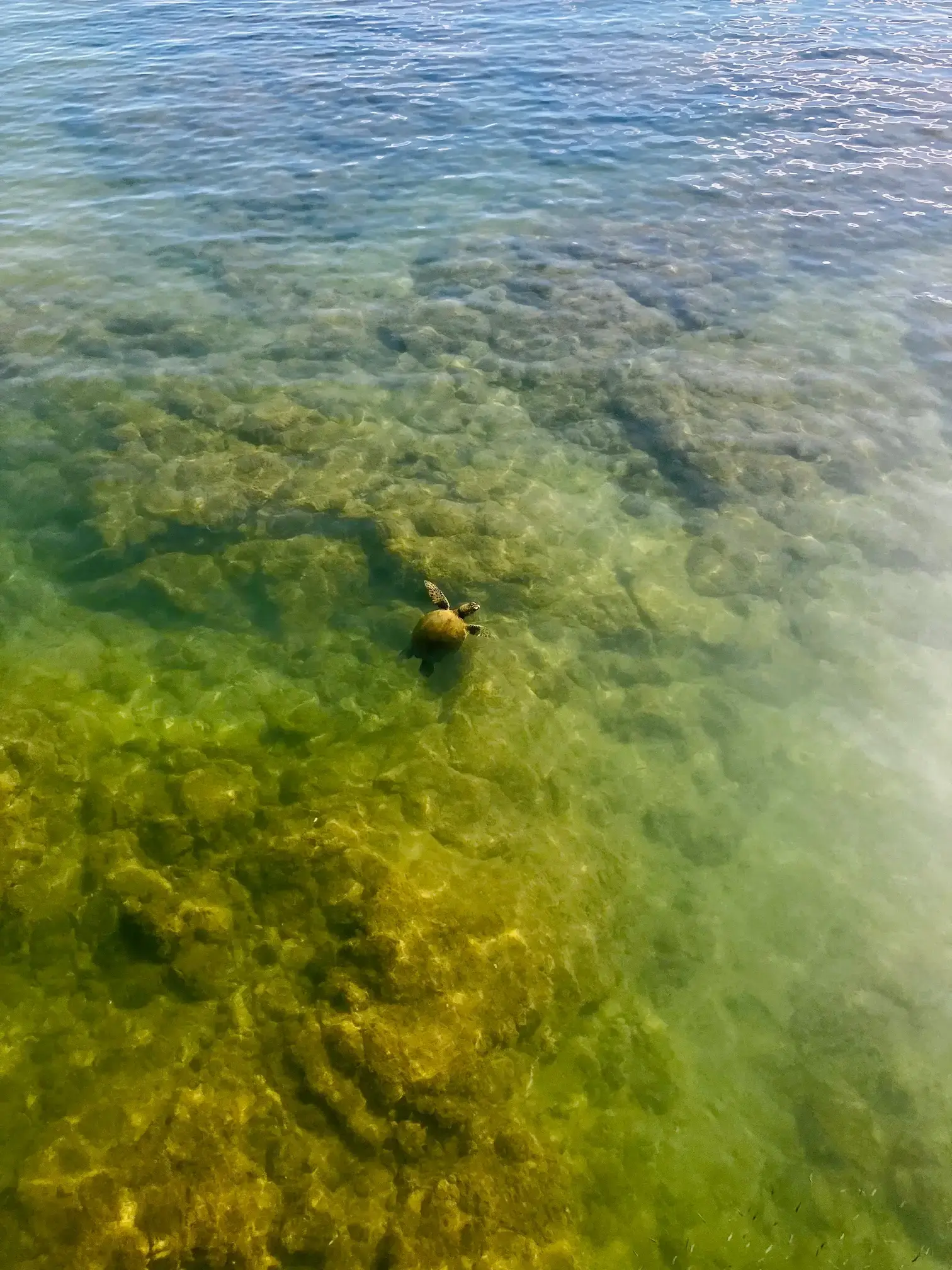 Hawaiian green sea turtle (honu) resting on the Big Island