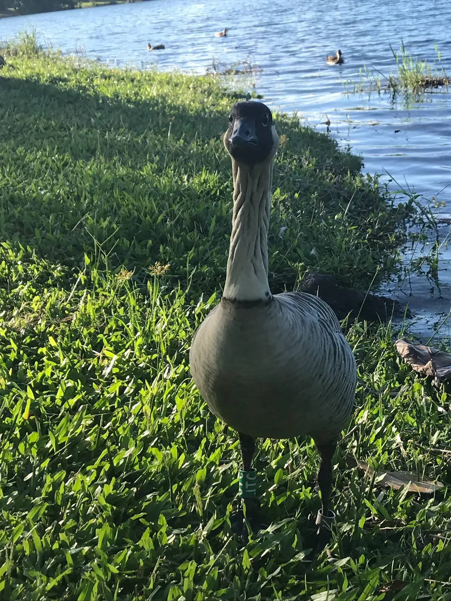 Nēnē (Hawaiian goose), the official state bird of Hawaiʻi