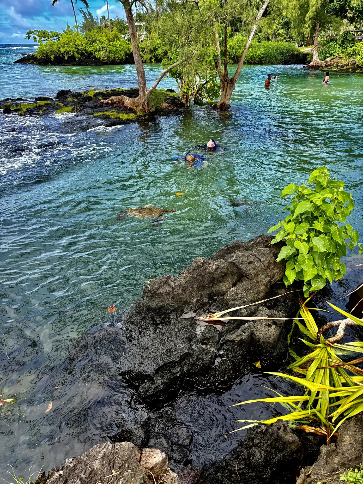 Snorkelers swimming alongside a Hawaiian green sea turtle (honu)