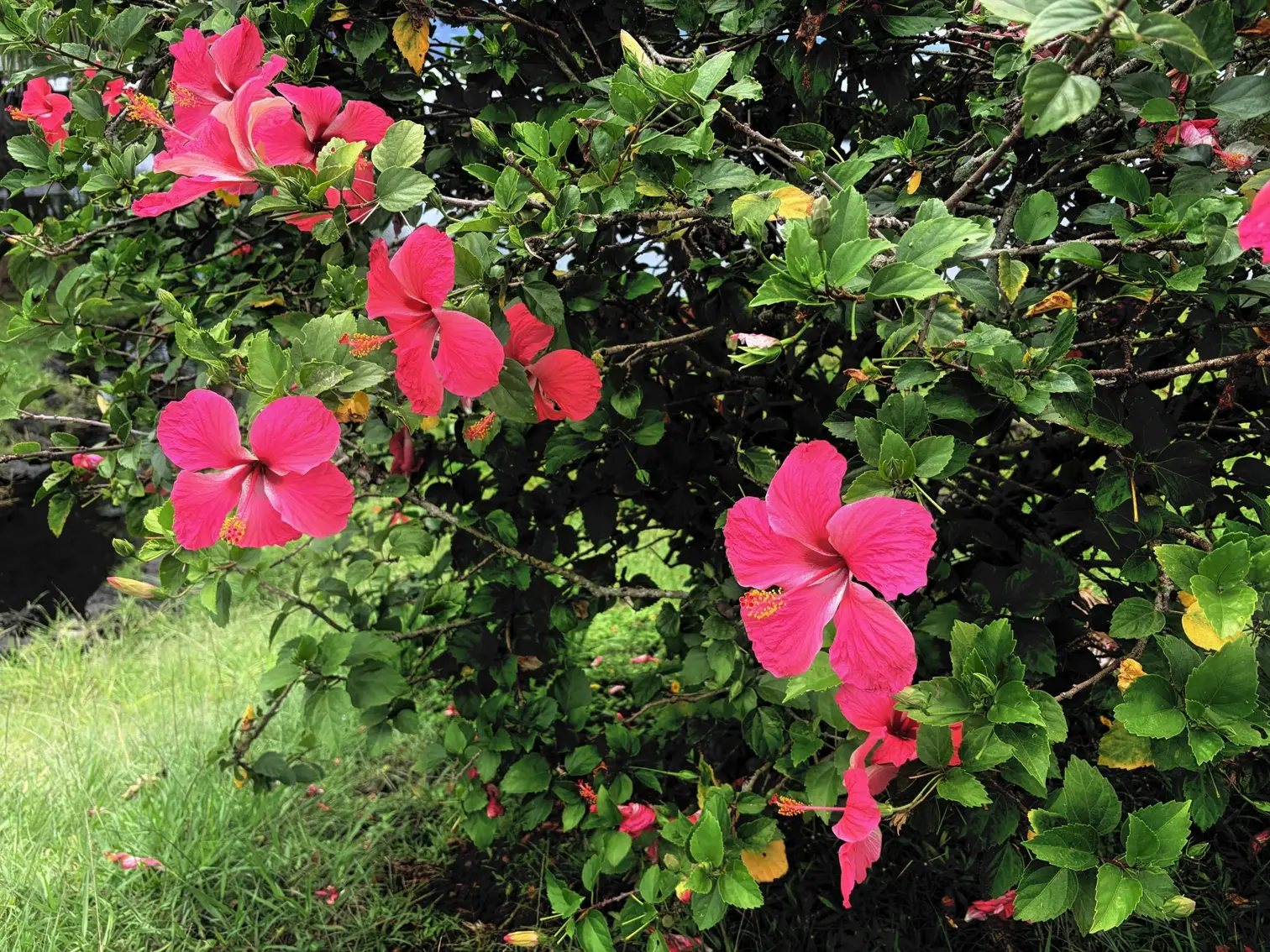 Bright pink hibiscus flowers along the Hilo coastline