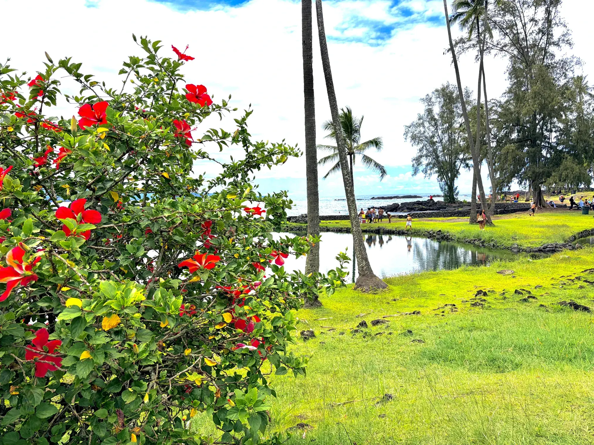 Red hibiscus blooms beside a coastal pond near Hilo