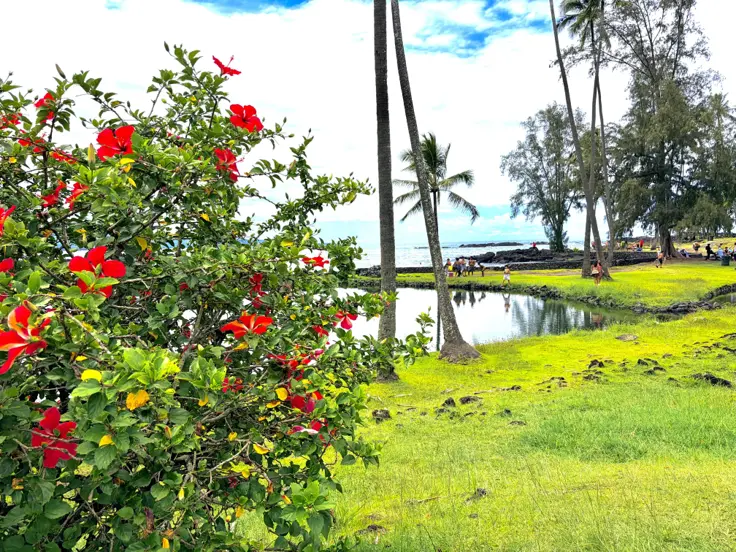 Red hibiscus blooms beside a coastal pond near Hilo